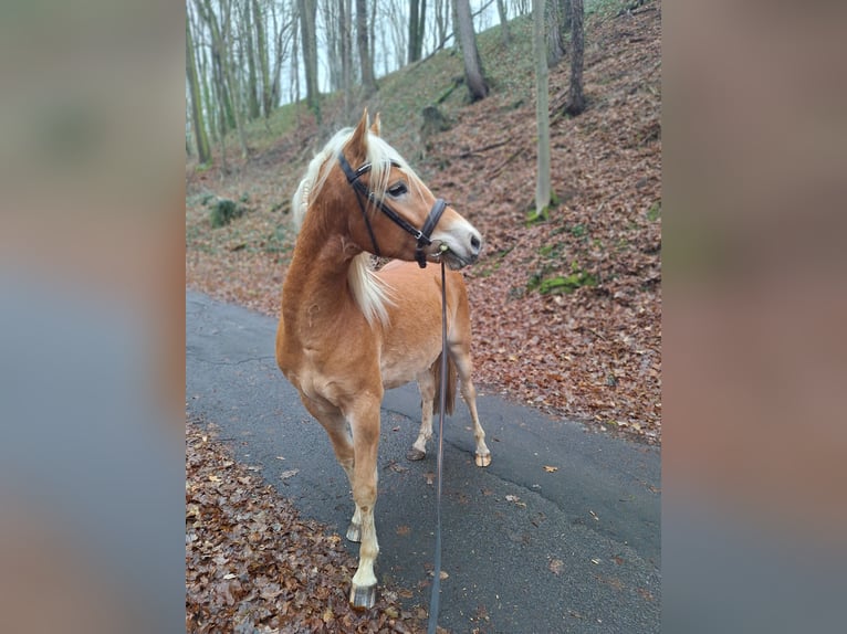 Edelbluthaflinger Wallach 4 Jahre 146 cm Fuchs in Schleusingen