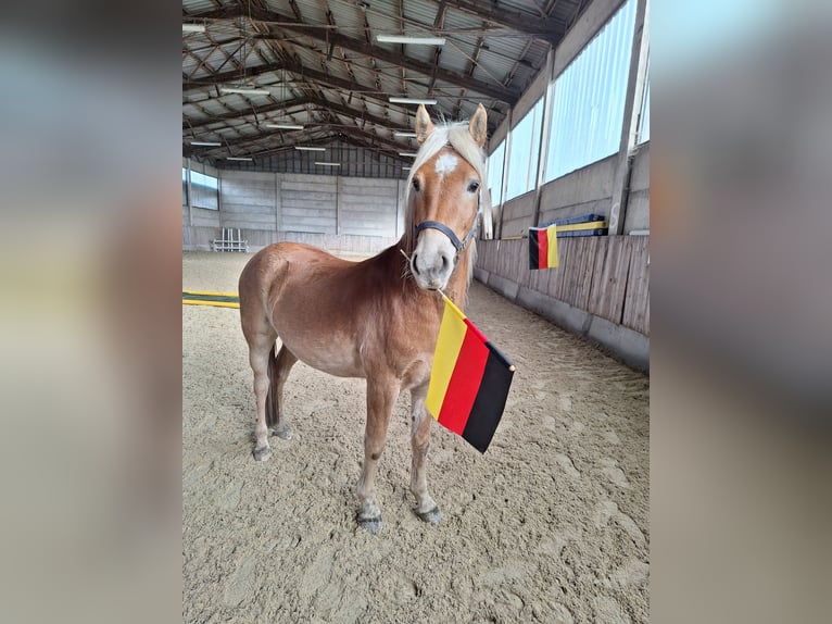 Edelbluthaflinger Wallach 4 Jahre 146 cm Fuchs in Schleusingen