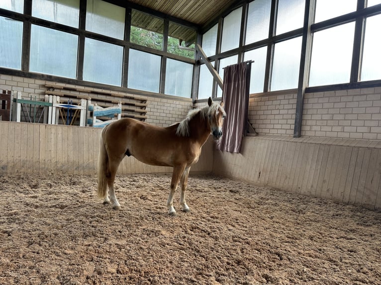 Edelbluthaflinger Wallach 4 Jahre 148 cm  in HeinersreuthHeinersreuth