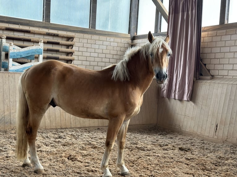 Edelbluthaflinger Wallach 4 Jahre 148 cm  in HeinersreuthHeinersreuth