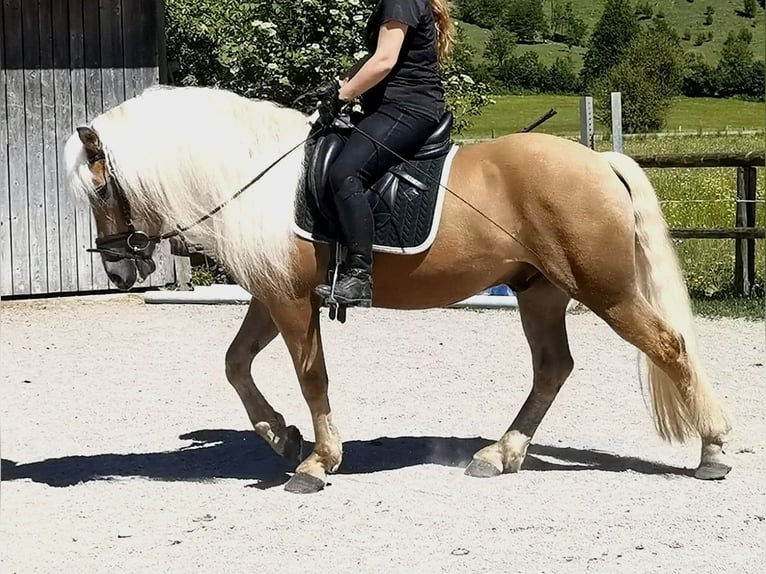 Edelbluthaflinger Wallach 4 Jahre 150 cm Fuchs in Bayrischzell