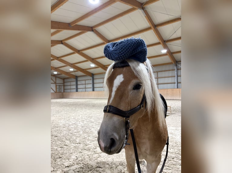 Edelbluthaflinger Wallach 4 Jahre 155 cm Fuchs in Offingen