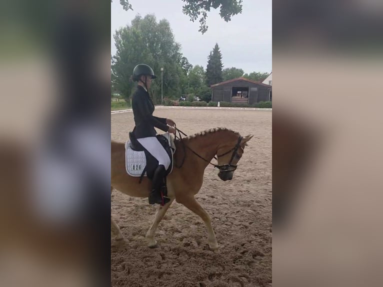Edelbluthaflinger Wallach 4 Jahre  in Grimma
