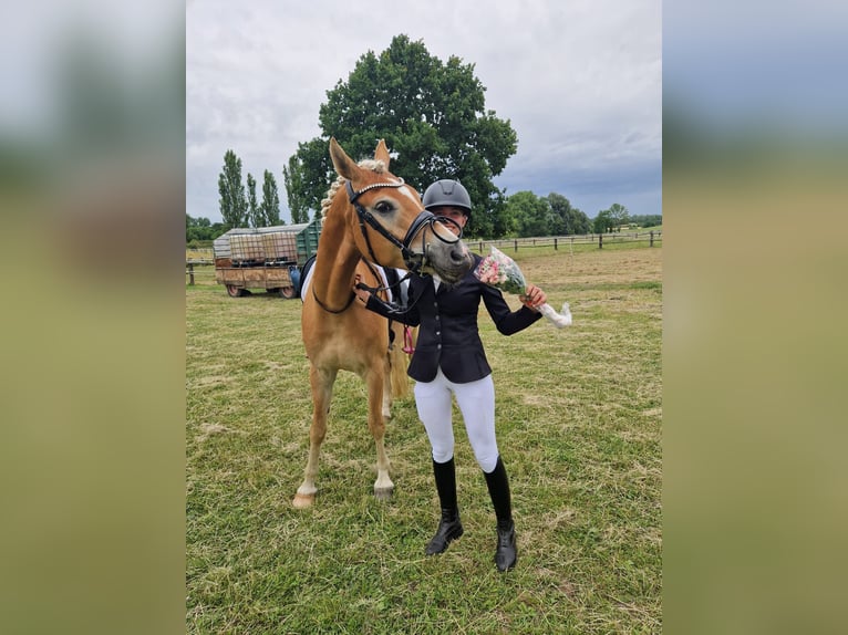 Edelbluthaflinger Wallach 4 Jahre  in Grimma