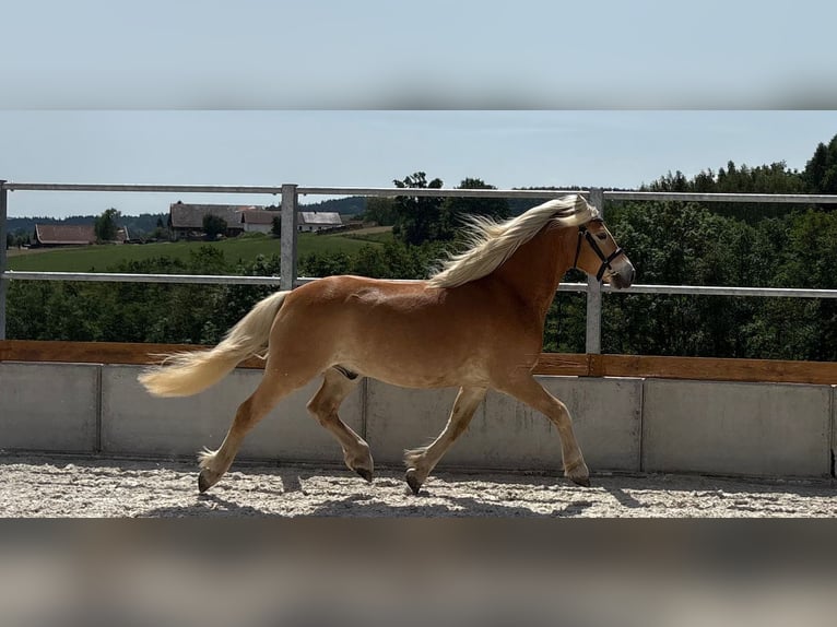 Edelbluthaflinger Wallach 5 Jahre 139 cm  in Wiesenfelden