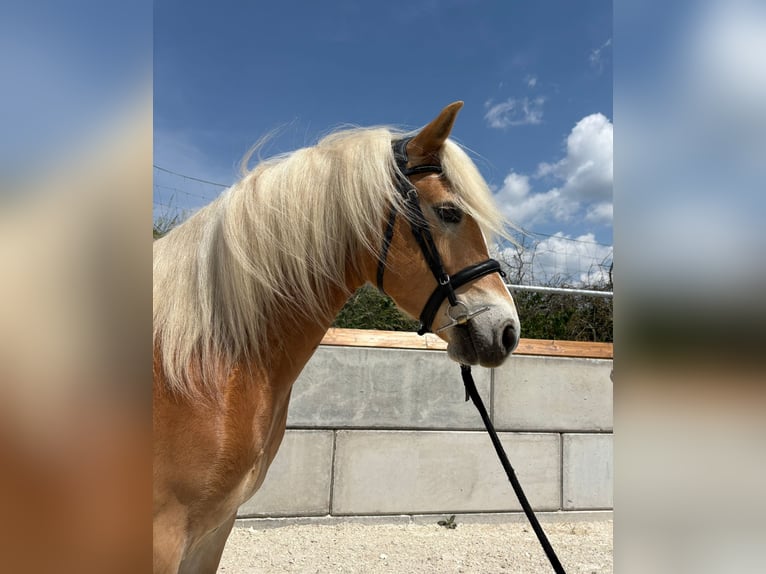 Edelbluthaflinger Wallach 5 Jahre 139 cm  in Wiesenfelden
