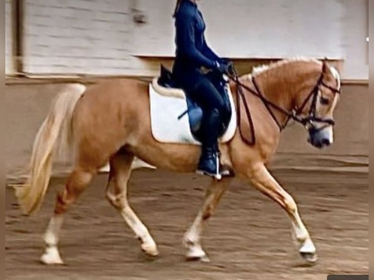 Edelbluthaflinger Wallach 5 Jahre 145 cm Palomino in Viersen