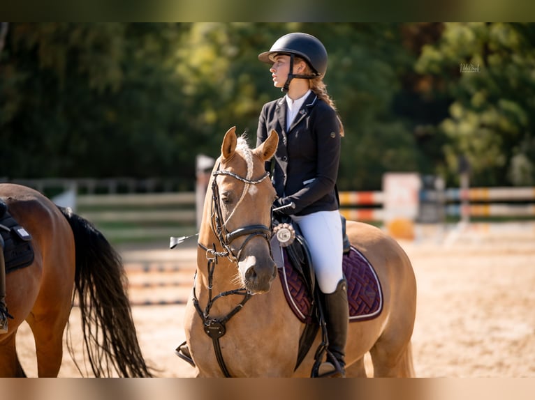 Edelbluthaflinger Wallach 5 Jahre 145 cm Palomino in Viersen