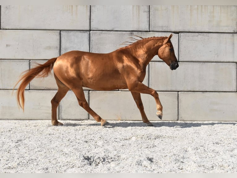 Edelbluthaflinger Wallach 5 Jahre 148 cm  in Wiesenfelden