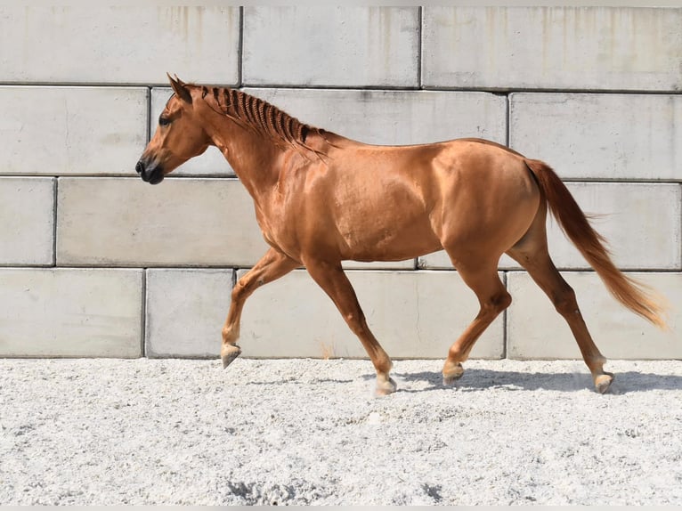 Edelbluthaflinger Wallach 5 Jahre 148 cm  in Wiesenfelden