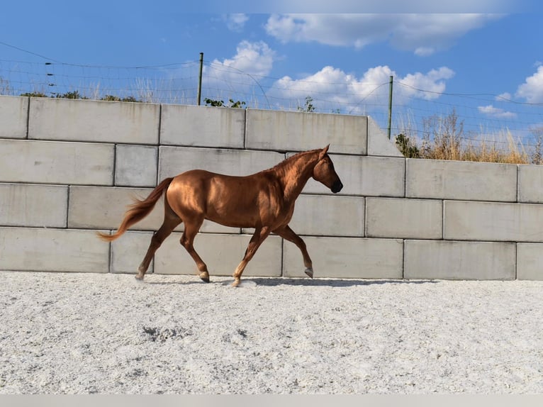 Edelbluthaflinger Wallach 5 Jahre 148 cm  in Wiesenfelden