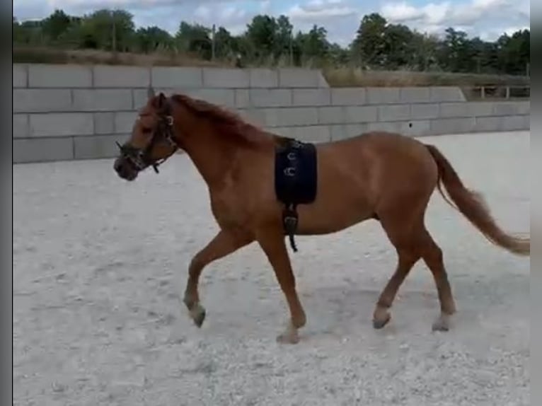Edelbluthaflinger Wallach 5 Jahre 148 cm  in Wiesenfelden