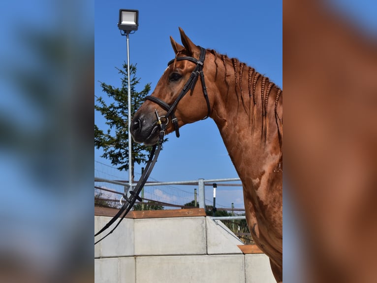 Edelbluthaflinger Wallach 5 Jahre 148 cm  in Wiesenfelden