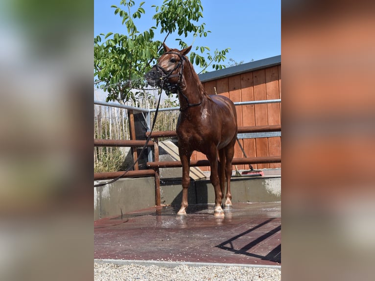 Edelbluthaflinger Wallach 5 Jahre 148 cm  in Wiesenfelden