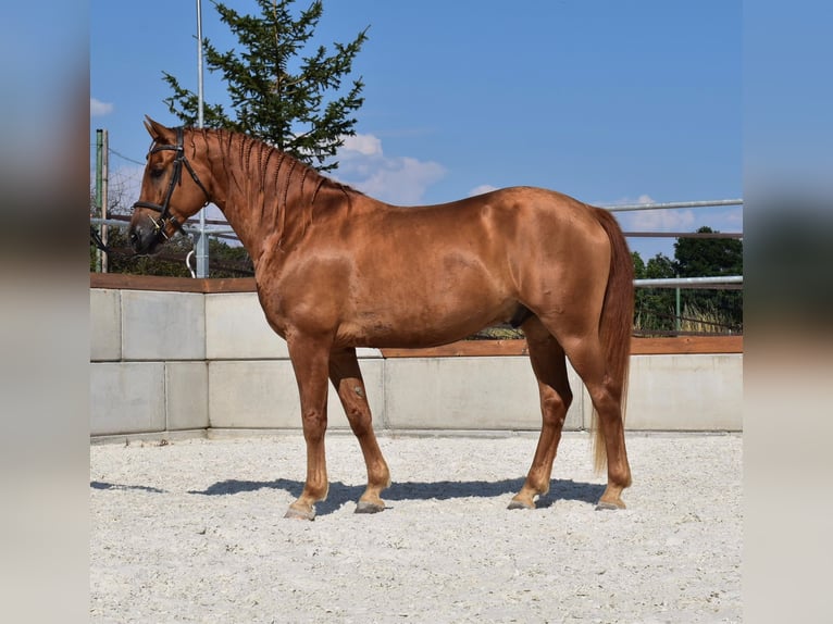Edelbluthaflinger Wallach 5 Jahre 148 cm  in Wiesenfelden