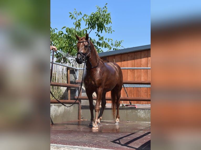 Edelbluthaflinger Wallach 5 Jahre 148 cm  in Wiesenfelden