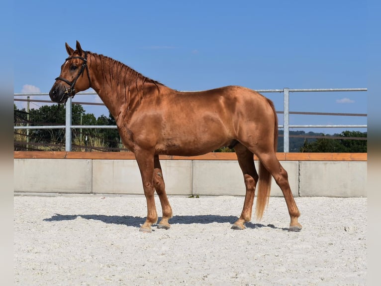 Edelbluthaflinger Wallach 5 Jahre 148 cm  in Wiesenfelden