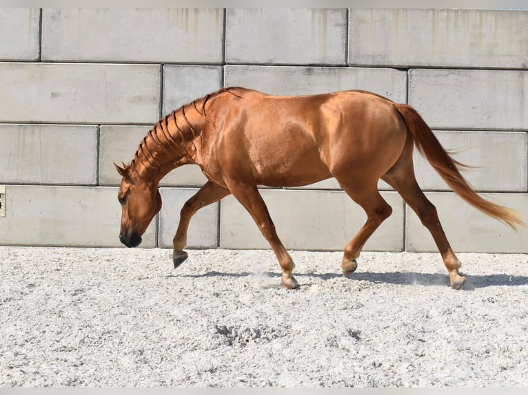Edelbluthaflinger Wallach 5 Jahre 148 cm  in Wiesenfelden