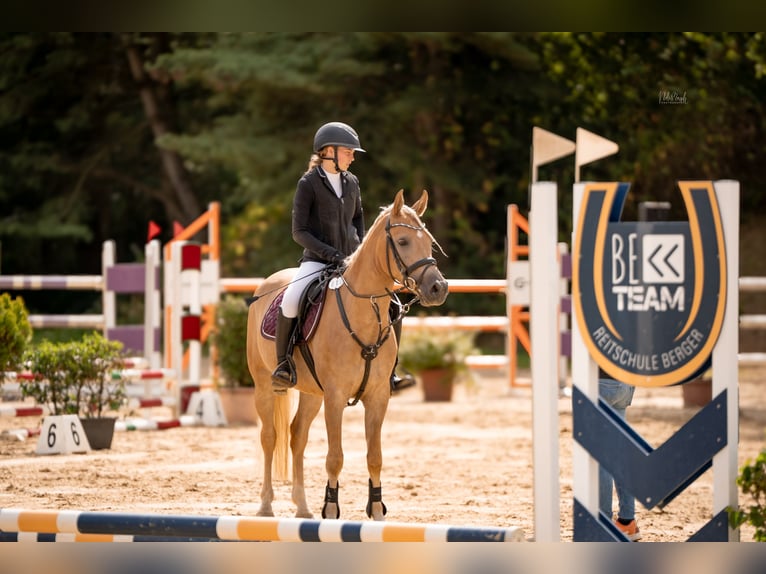 Edelbluthaflinger Wallach 5 Jahre 148 cm Palomino in Viersen