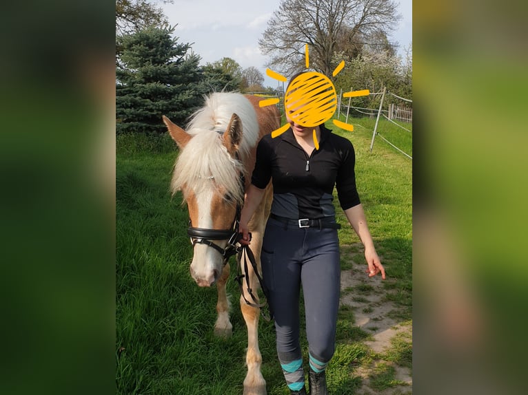 Edelbluthaflinger Wallach 5 Jahre 149 cm Fuchs in Mittweida