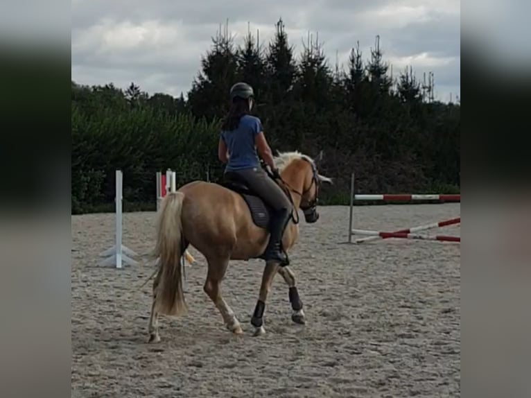 Edelbluthaflinger Wallach 5 Jahre 149 cm Fuchs in Mittweida