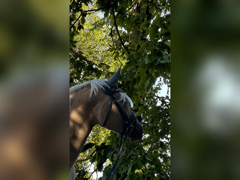 Edelbluthaflinger Wallach 5 Jahre 149 cm Fuchs in Mittweida