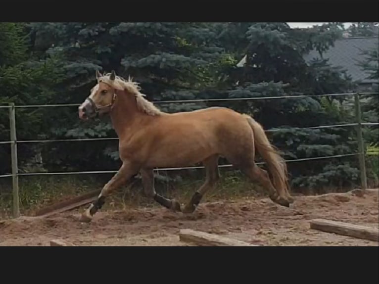 Edelbluthaflinger Wallach 5 Jahre 149 cm Fuchs in Mittweida