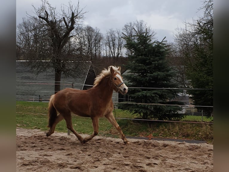 Edelbluthaflinger Wallach 5 Jahre 149 cm Fuchs in Mittweida