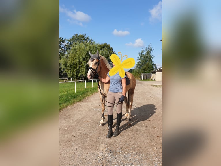 Edelbluthaflinger Wallach 5 Jahre 149 cm Fuchs in Mittweida