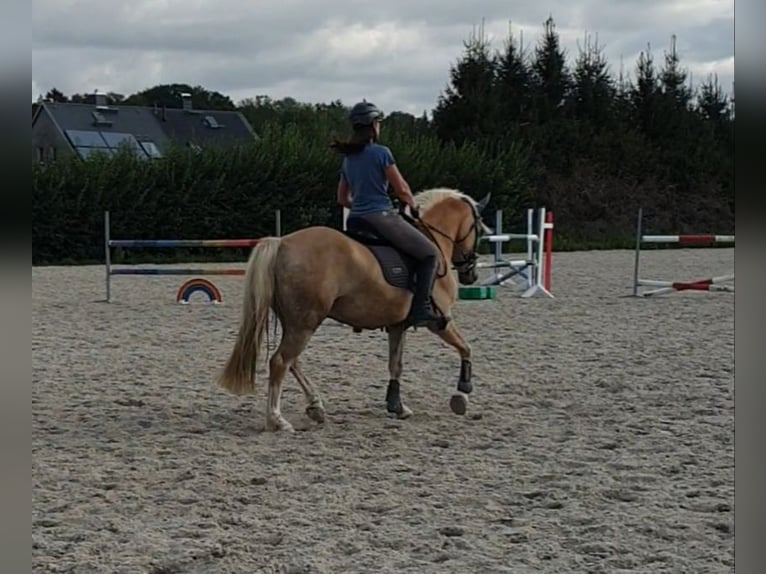Edelbluthaflinger Wallach 5 Jahre 149 cm Fuchs in Mittweida
