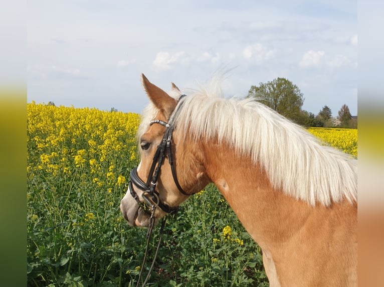 Edelbluthaflinger Wallach 5 Jahre 149 cm Fuchs in Mittweida