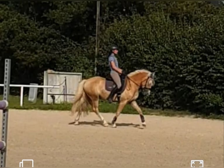 Edelbluthaflinger Wallach 5 Jahre 149 cm Fuchs in Mittweida