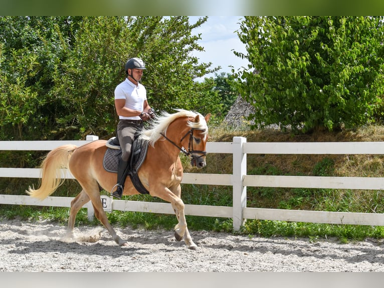 Edelbluthaflinger Wallach 5 Jahre 152 cm Fuchs in Seebad Bansin
