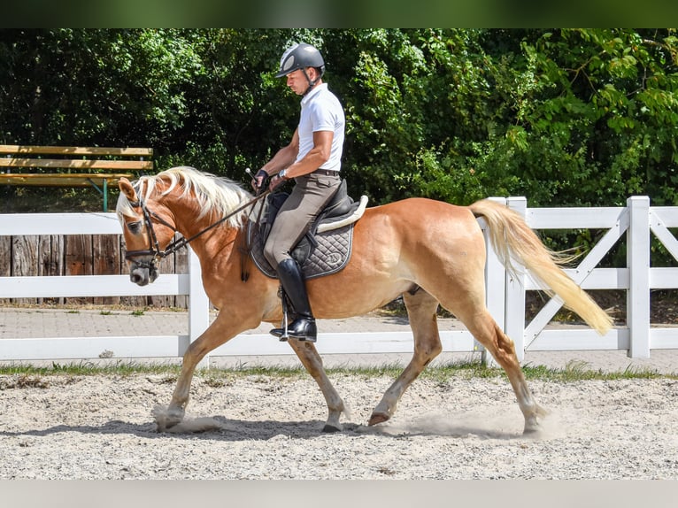 Edelbluthaflinger Wallach 5 Jahre 152 cm Fuchs in Seebad Bansin