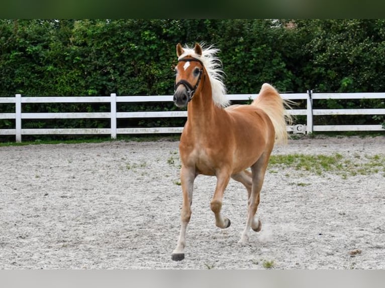 Edelbluthaflinger Wallach 5 Jahre 152 cm Fuchs in Seebad Bansin