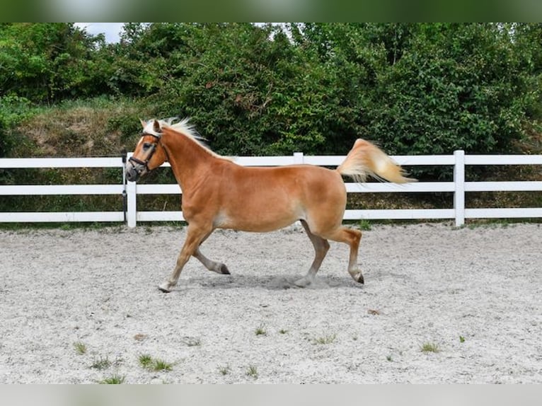 Edelbluthaflinger Wallach 5 Jahre 152 cm Fuchs in Seebad Bansin