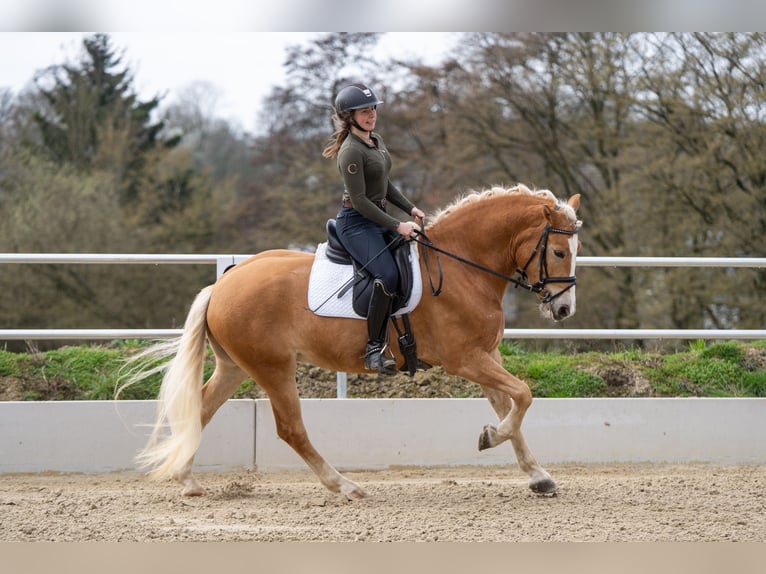 Edelbluthaflinger Wallach 5 Jahre 156 cm Palomino in Bochum