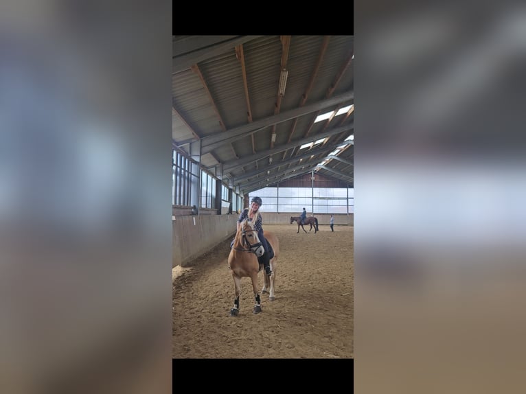 Edelbluthaflinger Wallach 6 Jahre 143 cm Fuchs in Warendorf