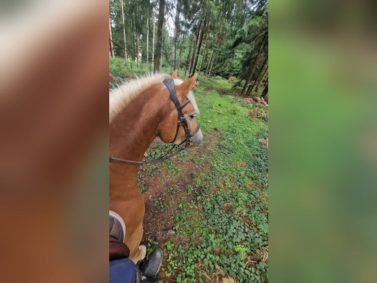 Edelbluthaflinger Wallach 6 Jahre 149 cm Fuchs in Grünkraut