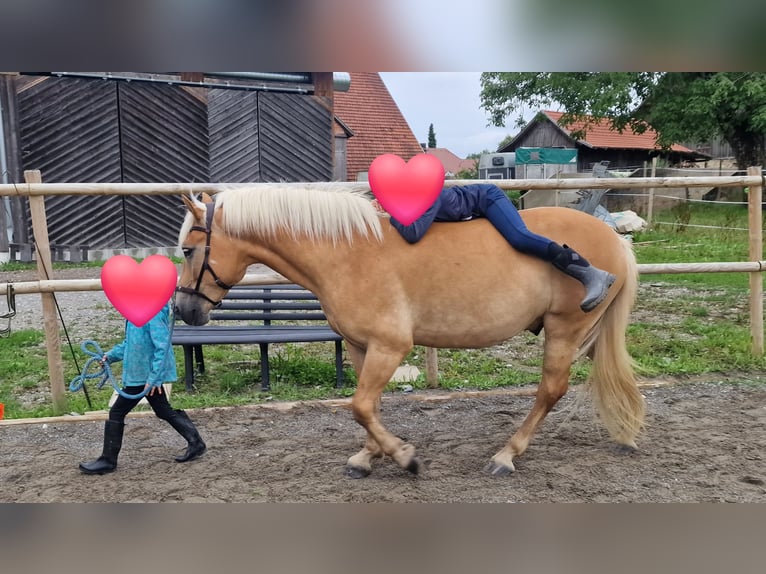 Edelbluthaflinger Wallach 6 Jahre 149 cm Fuchs in Grünkraut