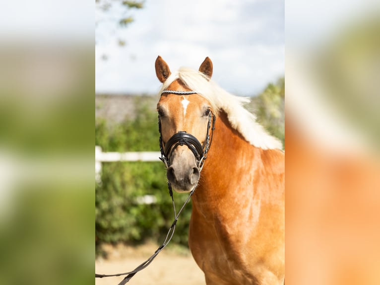 Edelbluthaflinger Wallach 6 Jahre 150 cm Fuchs in Iserlohn