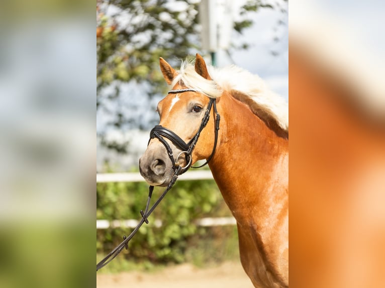 Edelbluthaflinger Wallach 6 Jahre 150 cm Fuchs in Iserlohn