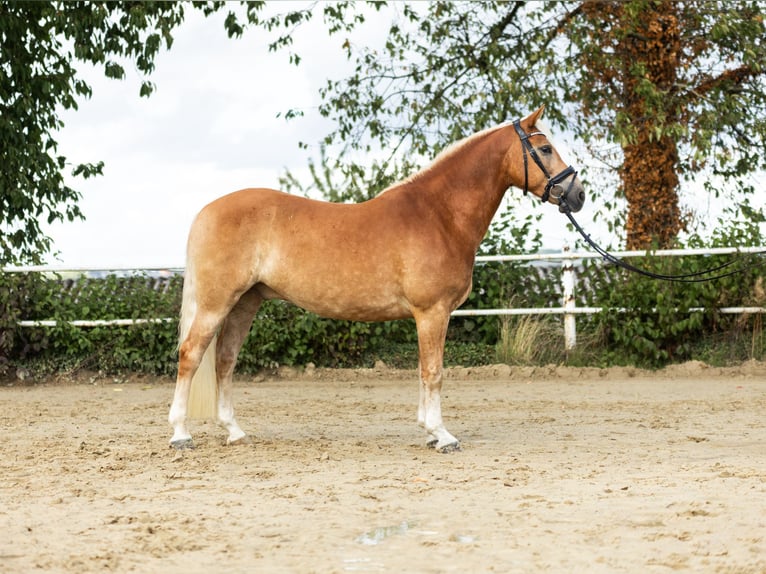 Edelbluthaflinger Wallach 6 Jahre 150 cm Fuchs in Iserlohn
