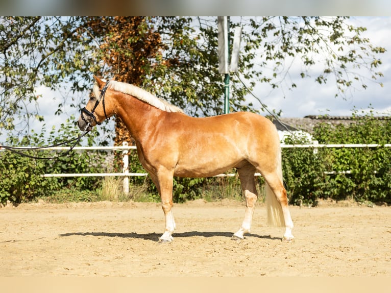 Edelbluthaflinger Wallach 6 Jahre 150 cm Fuchs in Iserlohn