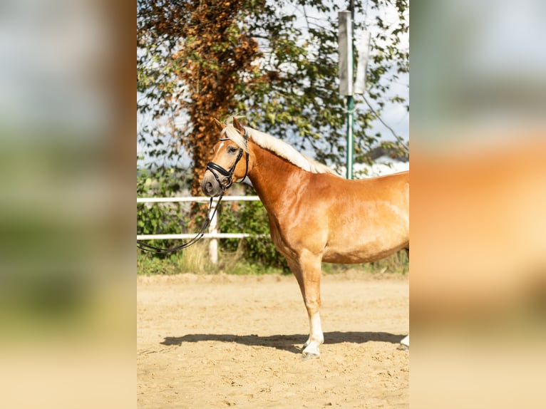 Edelbluthaflinger Wallach 6 Jahre 150 cm Fuchs in Iserlohn
