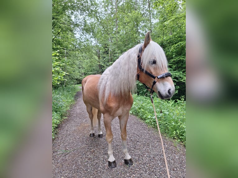 Edelbluthaflinger Wallach 6 Jahre 153 cm Fuchs in Moosrain bei Murnau