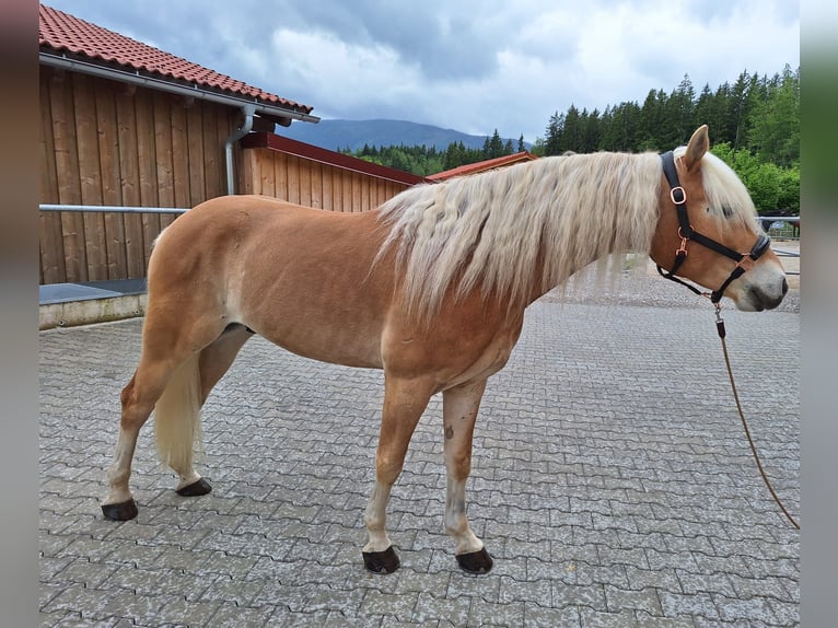 Edelbluthaflinger Wallach 6 Jahre 153 cm Fuchs in Moosrain bei Murnau