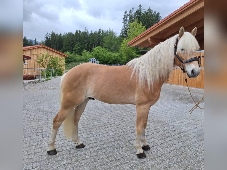 Edelbluthaflinger Wallach 6 Jahre 153 cm Fuchs in Moosrain bei Murnau