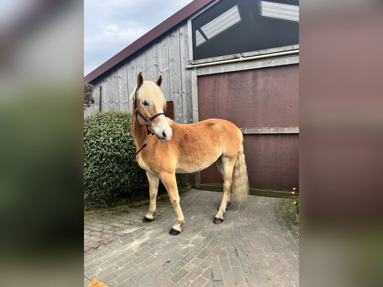 Edelbluthaflinger Wallach 6 Jahre 156 cm Palomino in Straelen