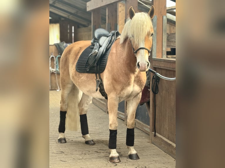 Edelbluthaflinger Wallach 6 Jahre 156 cm Palomino in Straelen